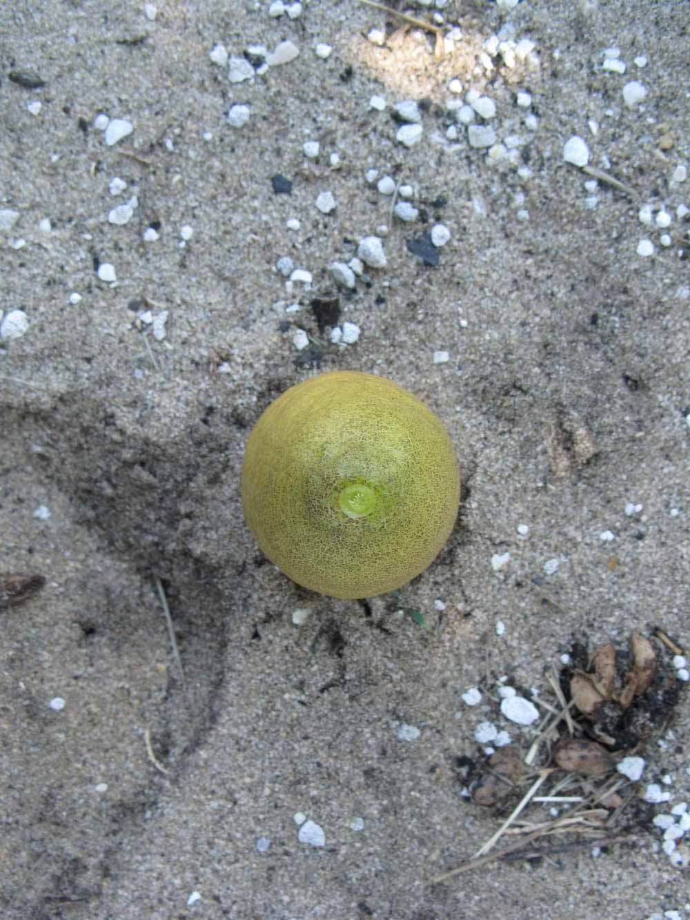            Fruit (Winter Haven, FL)   